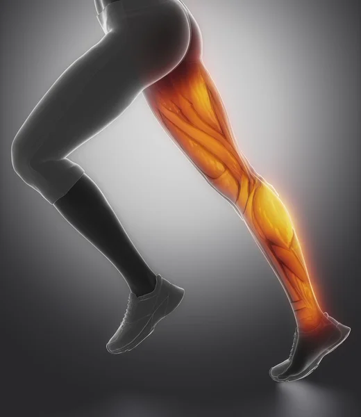 Anatomie der weiblichen Beinmuskeln — Stockfoto