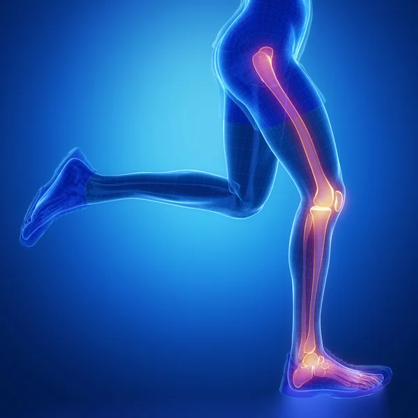腿部关节的解剖 — 图库照片