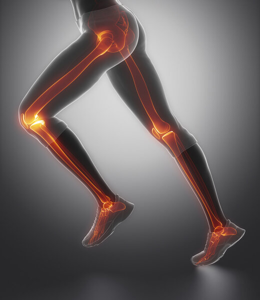 Анатомия костей ноги
