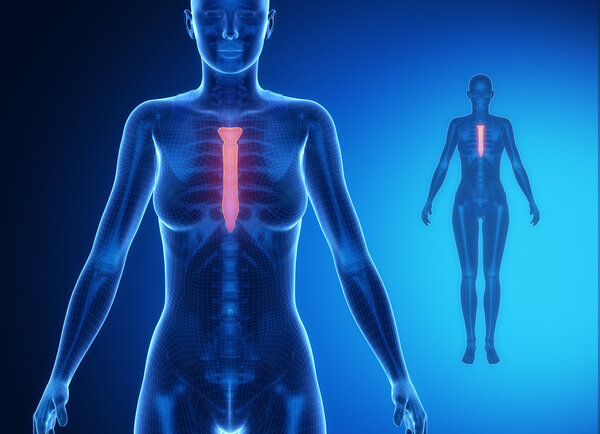 STERNUM x--ray bone scan
