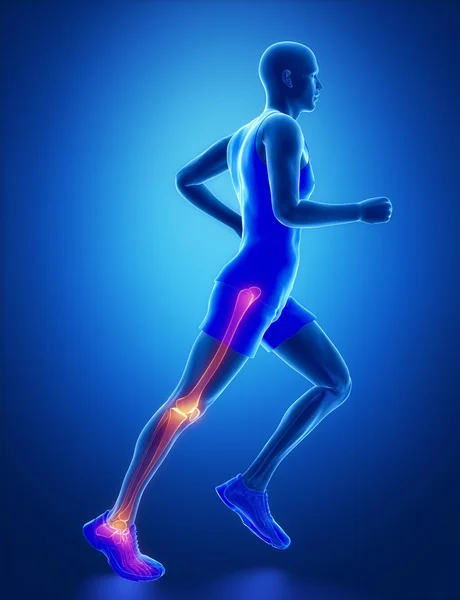 Leg joint anatomy — Stock Photo, Image