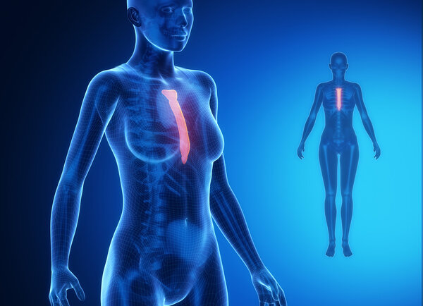 Female body with STERNUM bone scan