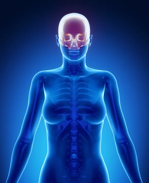 Vrouwelijk lichaam met een schedel botscan — Stockfoto