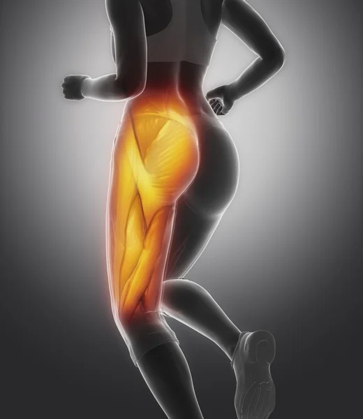 Thigh muscle female anatomy — Stock Photo, Image