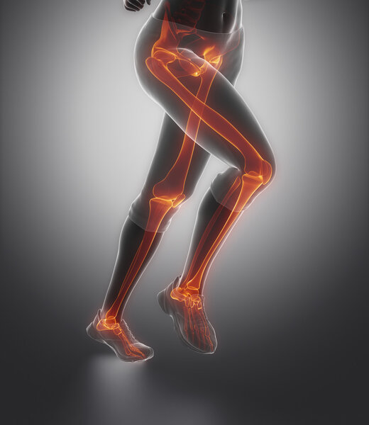 анатомия костей ног
