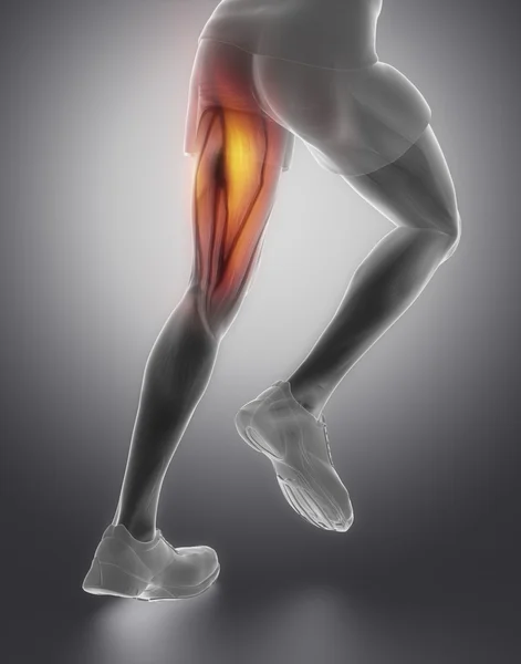 Man's muscle anatomy — Stock Image Man's muscle anatomy Stock Picture