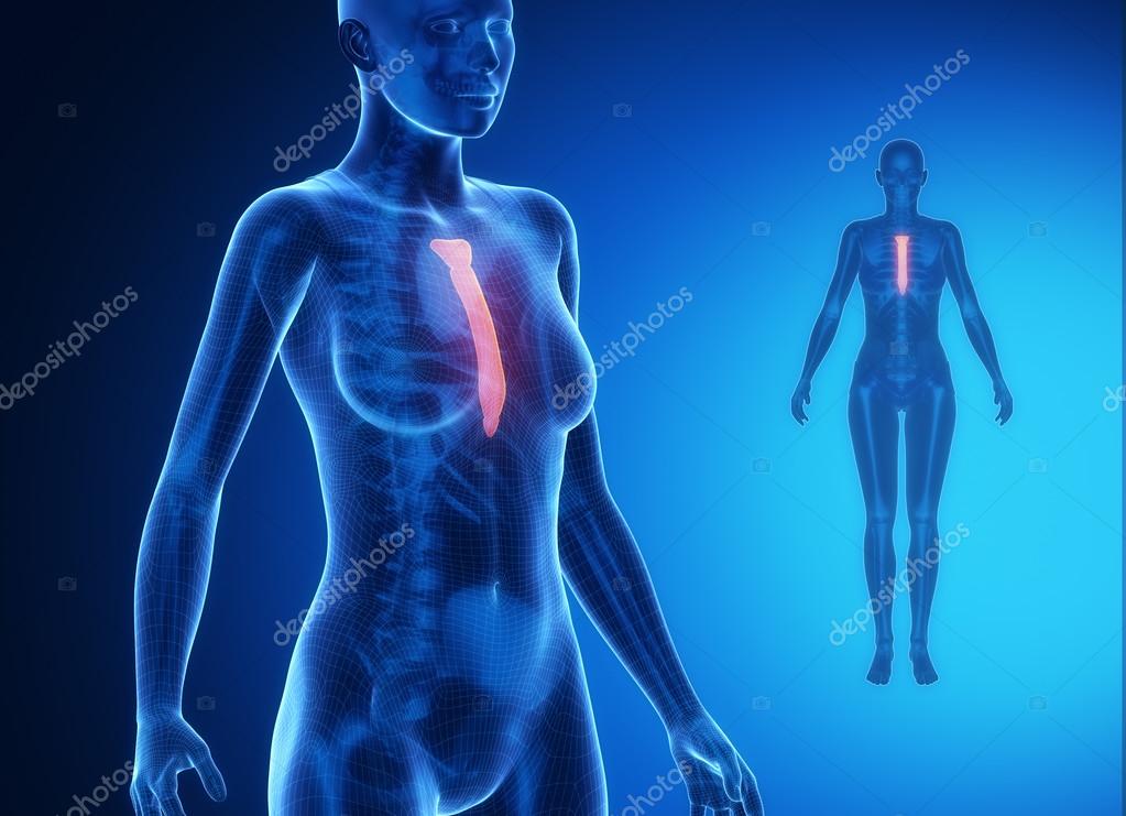 Corpo feminino com exame de osso STERNUM fotos, imagens de