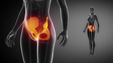 Leğen kemiği iskelet x-ray tarama