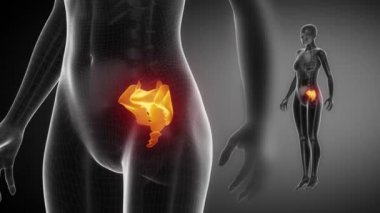 Sakrum kemiği iskelet x-ray tarama
