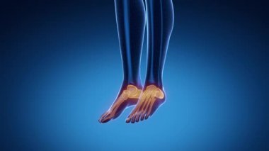 Ayak bileği eklem iskelet x-ray tarama mavi
