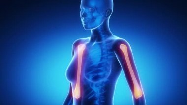 Pazı kemiği kemik iskelet x-ray tarama mavi