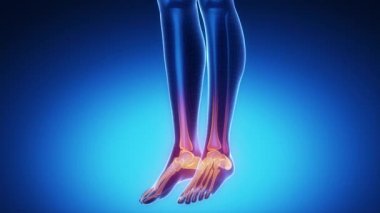 Ayak bileği eklem iskelet x-ray tarama mavi