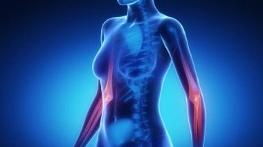 Dirsek eklem iskelet x-ray tarama mavi