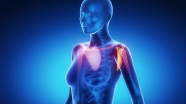 Omuz eklem iskelet x-ray tarama