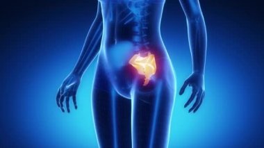 Sakrum kemiği iskelet x-ray tarama mavi
