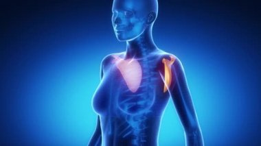 Kürek kemiği iskelet x-ray tarama mavi