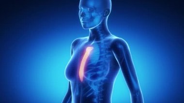 Sternum kemik iskelet x-ray tarama mavi