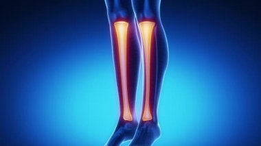 Tibia kemik iskelet x-ray tarama mavi