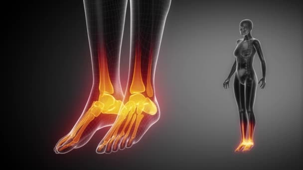 ANKLE joint skeleton x-ray scan — Stock Video