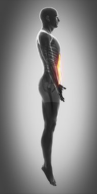 Kas anatomisi harita