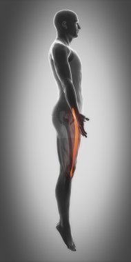 Kas anatomisi harita