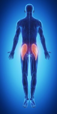 Kas anatomisi harita