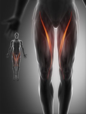 Kas anatomisi harita