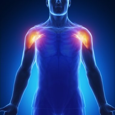 Kas anatomisi harita