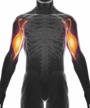 Kas anatomisi harita
