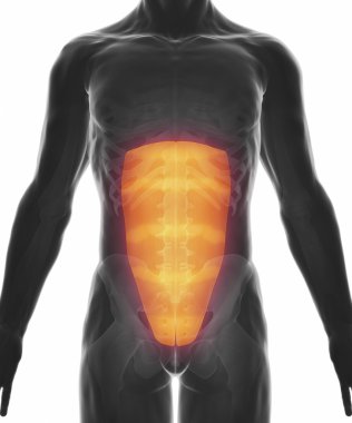 Kas anatomisi harita