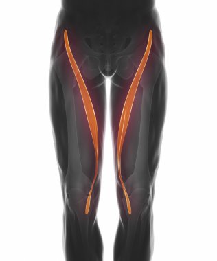 Kas anatomisi harita