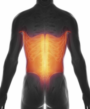 Kas anatomisi harita