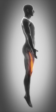 Kas anatomisi harita