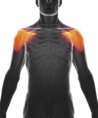 Kas anatomisi harita