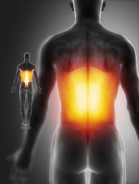 Kas anatomisi harita