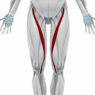 Kas anatomisi harita