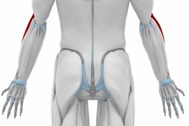 Brachioradialis - kas anatomisi harita