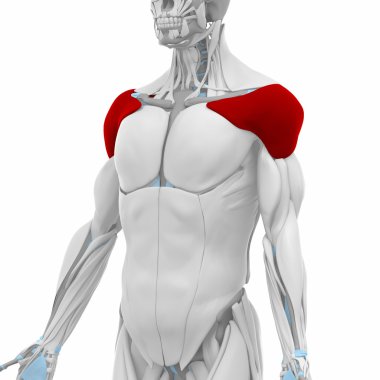 Deltoid - kas anatomisi harita