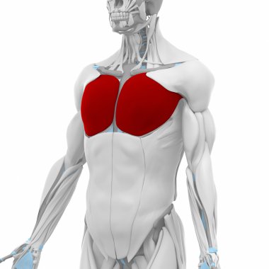 Kas anatomisi harita