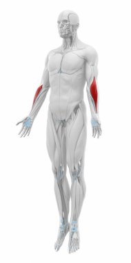 Kas anatomisi harita