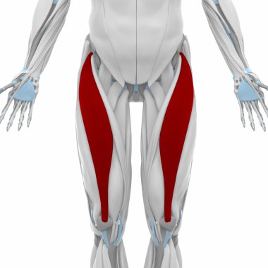 Kas anatomisi harita