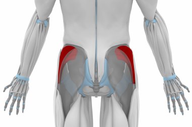 Kas anatomisi harita