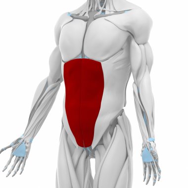 dış abdominal oblik