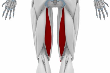 Kas anatomisi harita
