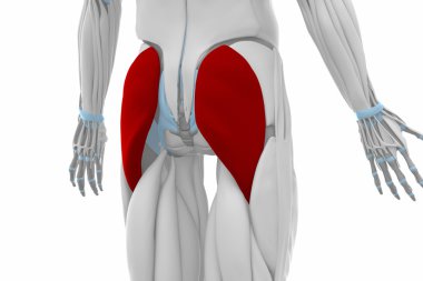 Gluteus maksimus kas