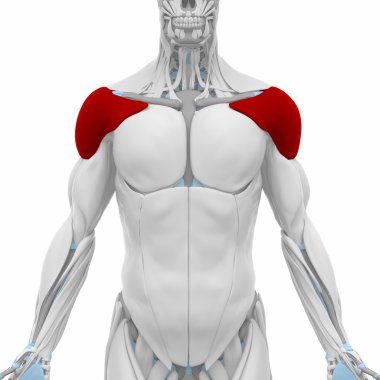 Kas anatomisi harita