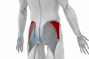 Gluteus minimus kasları