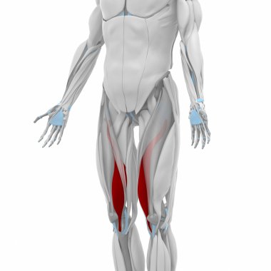 Vastus medialis anatomisi