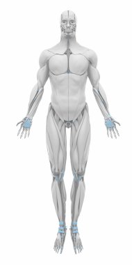 Kas anatomisi harita