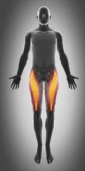 Izmok anatómia megjelenítése — Stock Fotó